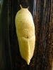 Banana Slug on Banana Tree