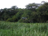 viewing hut from across swamp