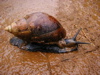 5 inch snail