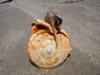 live sea snail