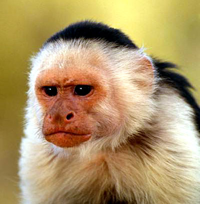 monkey face screen