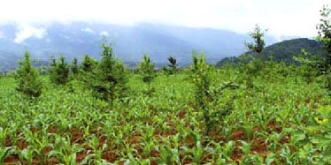 Agroforestry in China (courtesy World Agroforestry Centre)