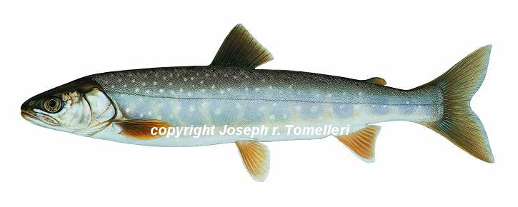Arctic char, drawn by Joseph Tomelleri, from 
americanfishes.com
