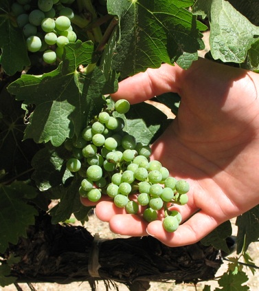 Mo examines some
green grapes at Mondavi Vineyards, Mapa, CA