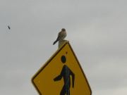 Hawk on Sign