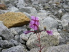 Glacier Flower