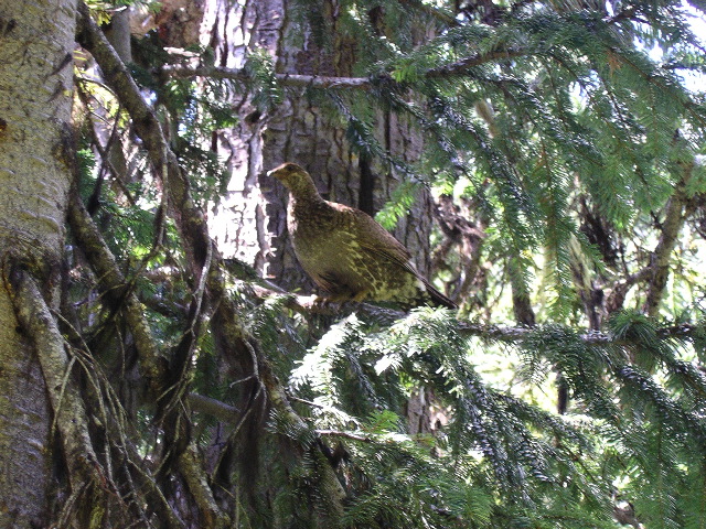 Fat Slow Bird in a Tree