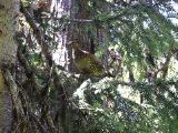 Fat Slow Bird in a Tree