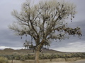 Nevada Shoe Tree