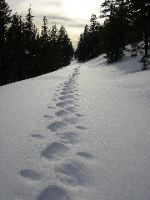 My Trail