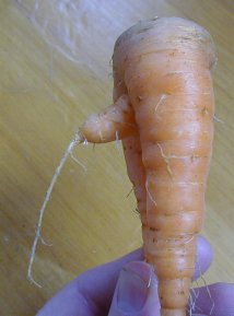 carrot-penis2.jpg