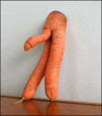 ne obino Carrot-penis4