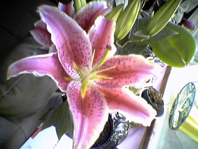 a lily on the windowsill at home in sj