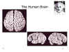 The Human Brain