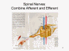 Spinal Nerves: Combine Afferent and Efferent