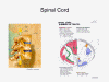 Spinal Cord