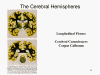 The Cerebral Hemispheres