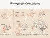 Phylogenetic Comparisons
