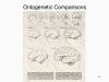 Ontogenetic Comparisons