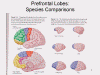 ontal Lobes: Species Comparisons