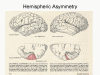Hemispheric Asymmetry