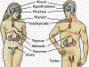 Endocrine system