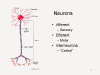 Neurons