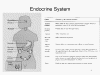Endocrine system