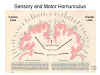 Sensory and Motor Homunculus