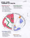Spinal Tracts