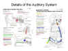 Details
              of the Auditory System