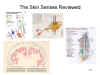 The
                  Skin Senses Reviewed