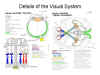 Details
              of the Visual System