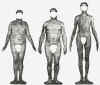 Sheldon_Somatotypes.jpg (17011 bytes)