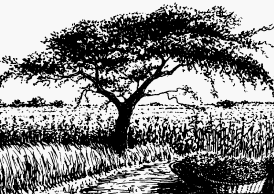 Acacia albida, a
widely-used agroforestry tree, growing over sorghum and maize. Drawing by 
Terry Hirst from Agroforestry in Dryland Africa (ICRAF, 1988).