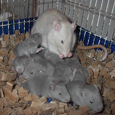 rats baby rat mother their supply these