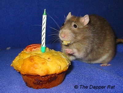 Rat eating a birthday muffin, from
dapper.com.au