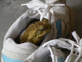 Cane toad in shoe