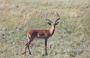 Gazelle (male) (55 KB)