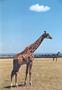Giraffes (22 KB)