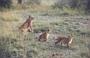 Lioness and Cubs (53 KB)