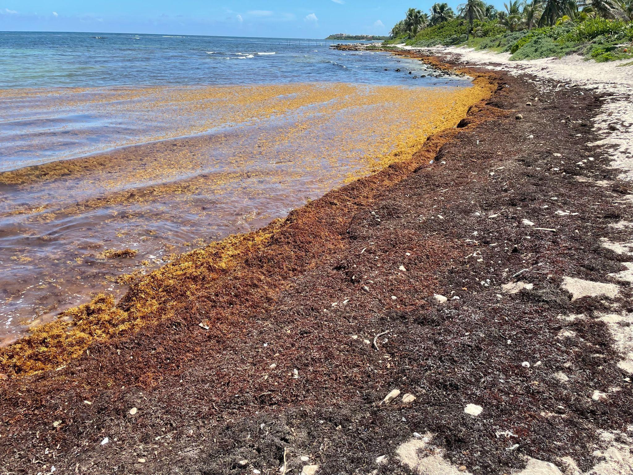 Sargassum accumulates on beaches and in shallow waters