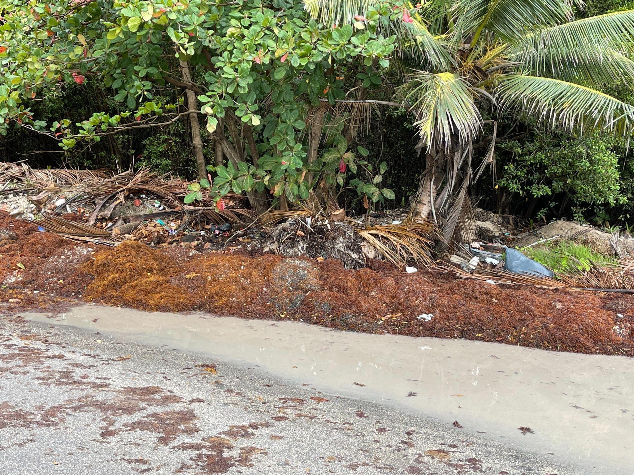 Sargassum removed on beach rotting along a road