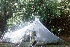My Tent Aglow, Rhododendrons