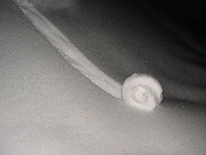 Snow Snail