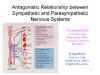 Antagonistic Relationship between Sympathetic and
                Parasympathetic Nervous Systems
