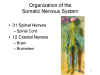 Organizationof the Somatic Nervous System