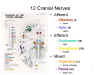 12
                Cranial nerves