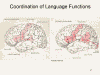 Coordination of Language Functions