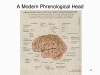 A
                Modern Phrenological Head